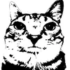 kattishoot