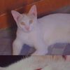farhana.luqman