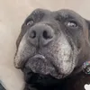 theothestaffy