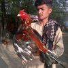 attock.aseel07
