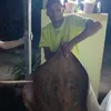 juliocesaf3
