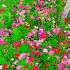 awolia.khan321