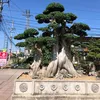 bonsai_tree25