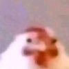 pollo_pro1