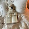 muttsupmilo