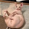 lollygagginanshi