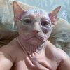 josue.chan61