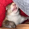 sarahsquirrels4