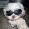 iatemygrandma111