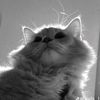 amelia_a.m6