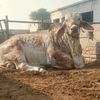 Zafar Iqbal cattle farm 786