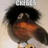 kolesryvfi8
