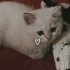zakiyashka_16l