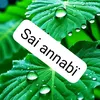 sai.annabi73