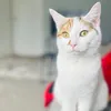 shirin7389