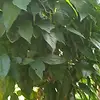 wagiman929