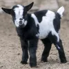 zane6047