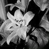 retha_41