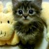iadorecats