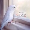 ساره بـنـت الحديده🇾🇪🥹❤️‍🩹