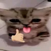 zeli_cat