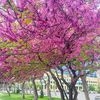 simay_94_