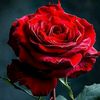loveislifelove33