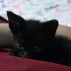 lunacookie32