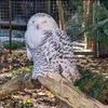 hedwig15030