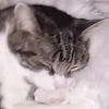 kitty.the.cat33