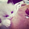 scnd_liaa4