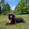 hettybear2