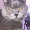 catslover024
