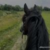 aru_brat