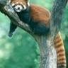 tweazee.redpanda