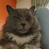 areskorleonekitty