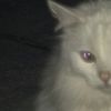 laura_166_6