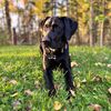alaska.gus