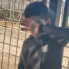 siperkurdi