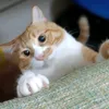 aiko66251