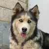 huskydoupdoup