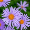 purple.aster0