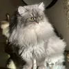um.mustafa6592
