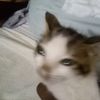 ilikecats3145