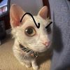 kaciww4916
