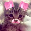 catsarecute1231