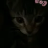 owltracy