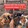 jonathan.dogs.rescuing