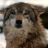 antleredwolf