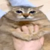 felielfelidelosfeli